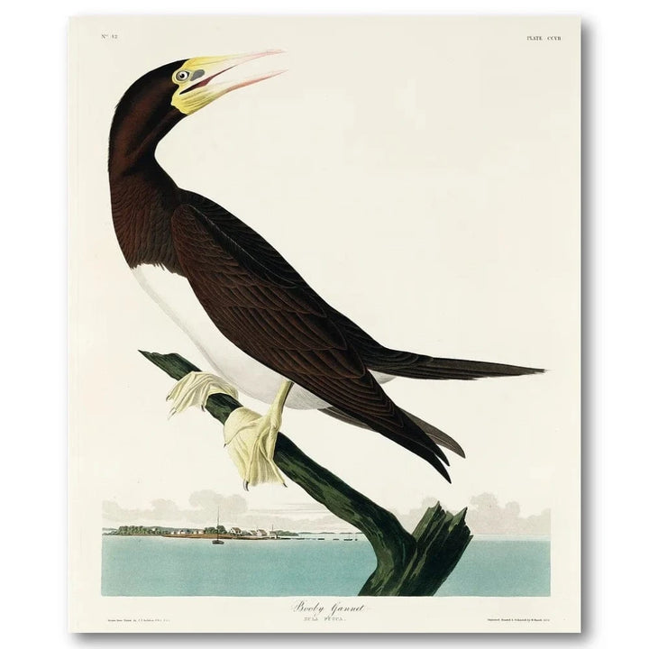 Booby Gannet Audubon Art Print