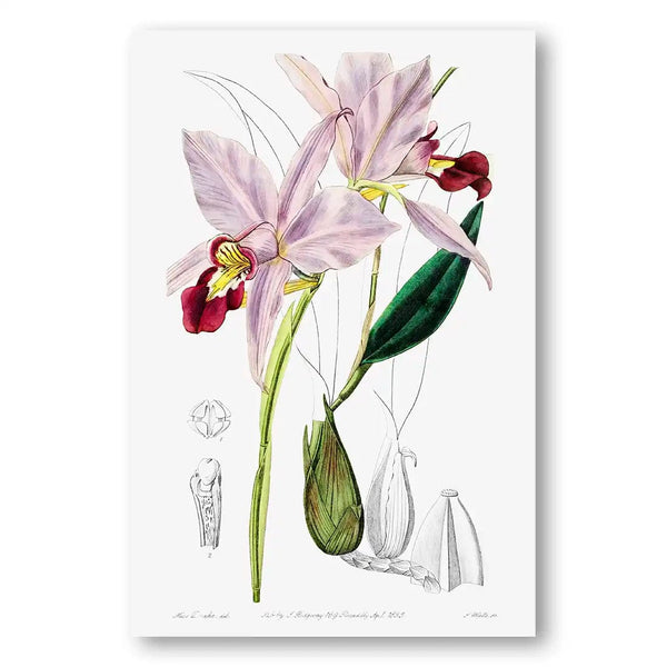 Bordered Dwarf Cattleya Vintage Flower Art Print