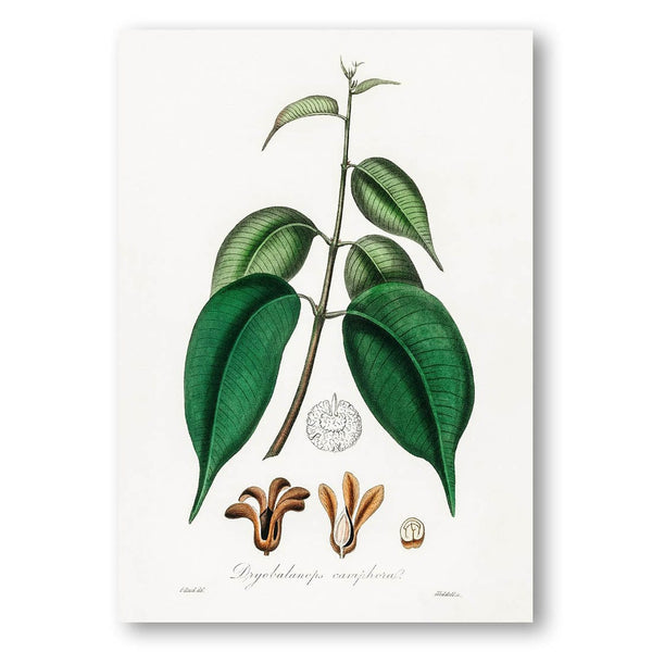 Borneo Camphor Illustration by John Art Print