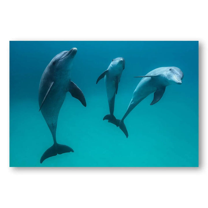 Trio Of Bottlenose Dolphins Photo Print