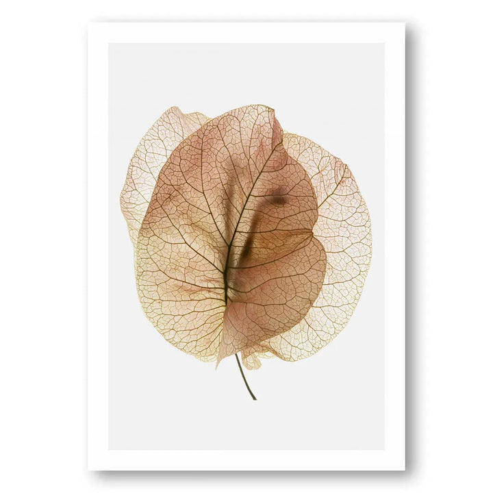 Bougainvillea Leaf Essence Photo Print