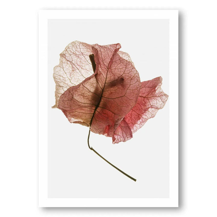 Bougainvillea Drying Elegantly Photo Print