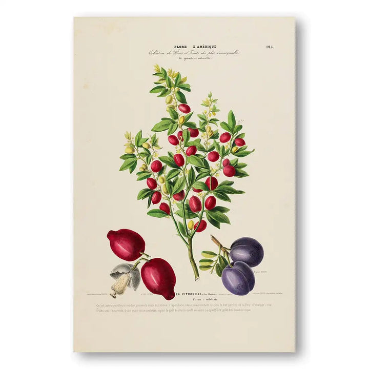 Bountiful Berries and Blooms Vintage Art Print