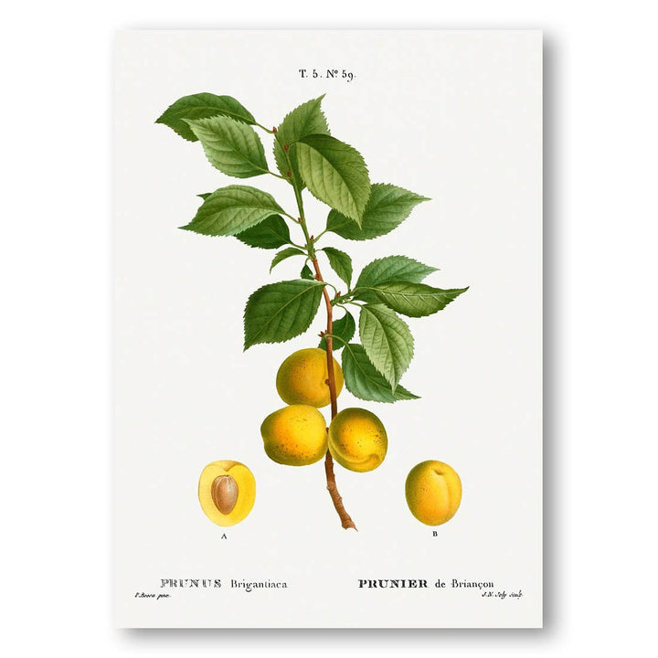 Briançon Apricot Art Print