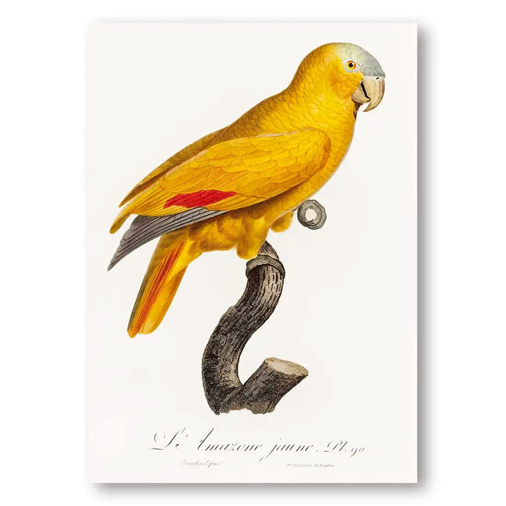 Bright Yellow Parrot Vintage Art Print