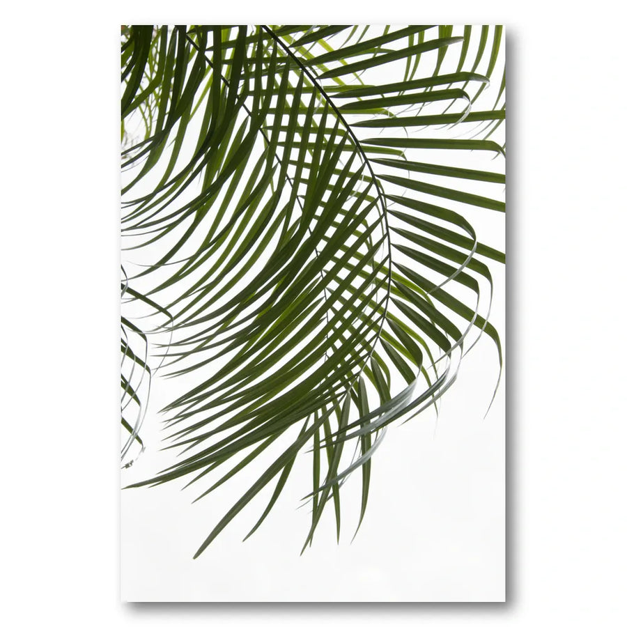 Bright Tropical Palm Photo Print