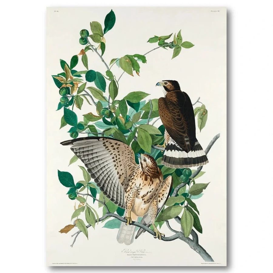 Broad Winged Hawk Art Print