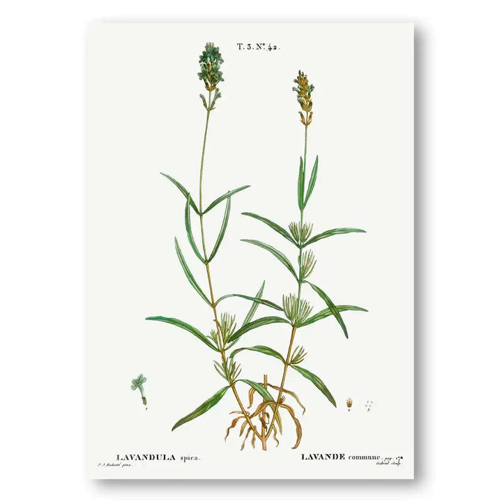 Broadleaved Lavender Vintage Botanical Art Print