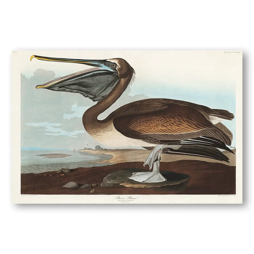 Quadro, stampa su tela. John James Audubon, American White Pelican Quadro, stampa su tela. John James Audubon, American White Pelican