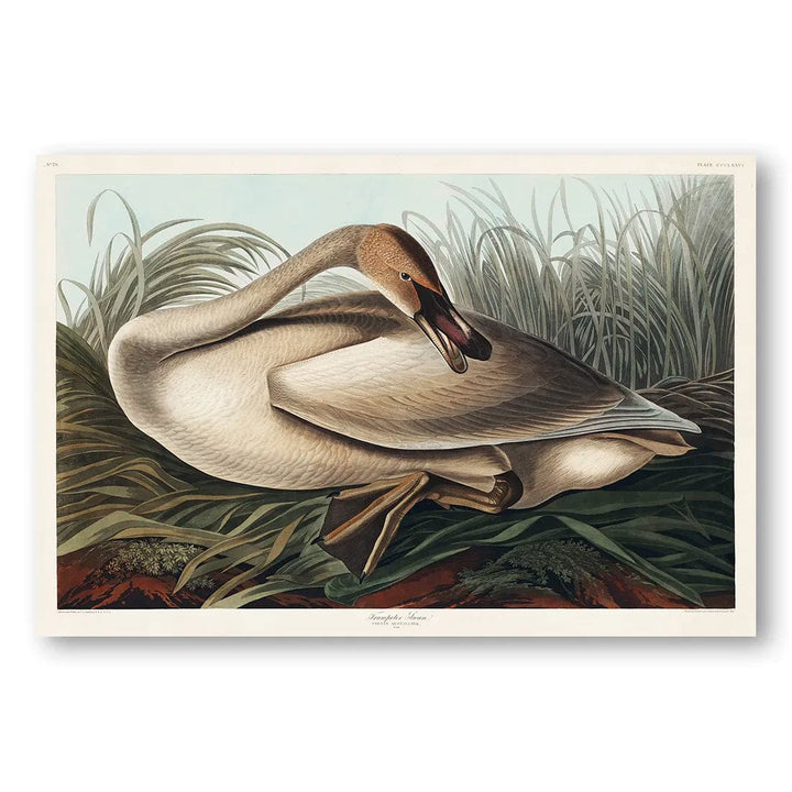 Brown Trumpeter Swan by John James Audubon Vintage Art Print