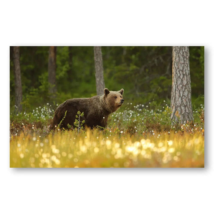 Forest Wanderer Bear Photo Print