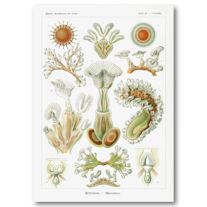 Bryozoa Scientific Illustration Art Print