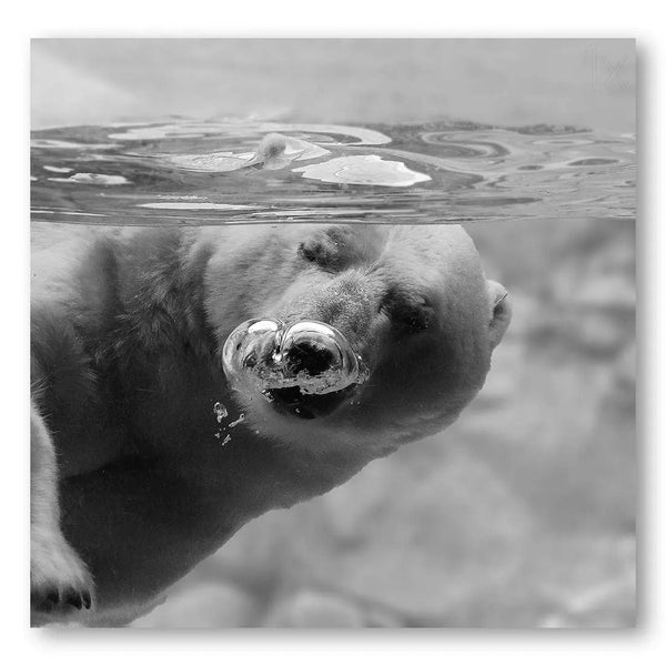 Polar Bubbles Photo Print