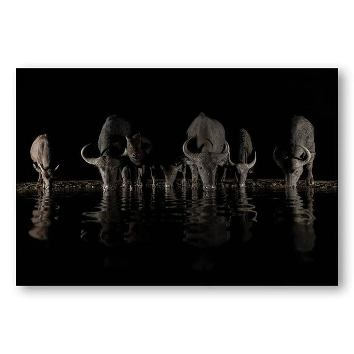 Buffalo's Midnight Gathering Photo Print