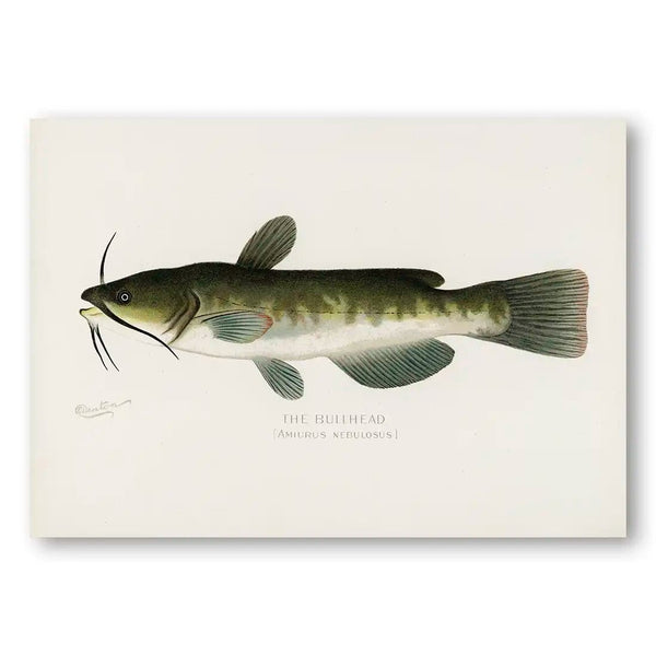 Bullhead Vintage Fish Art Print