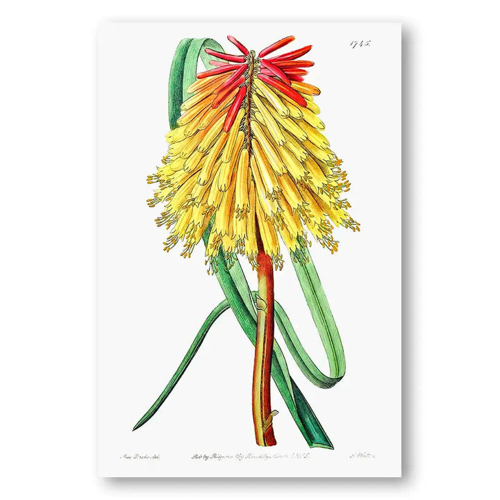 Burchell's Tritoma Vintage Flower Art Print