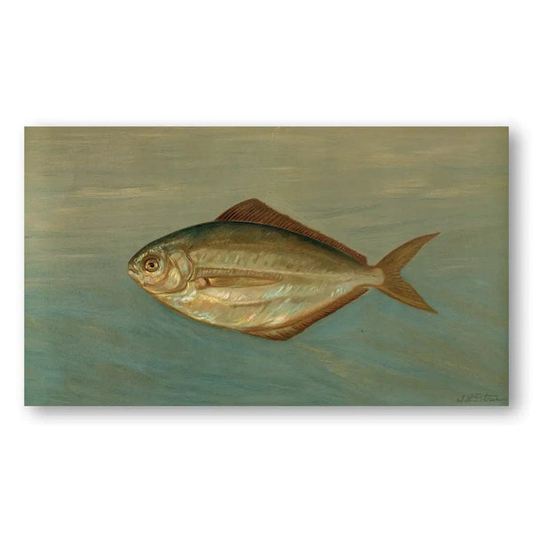 Marine Glimmer Vintage Fish Art Print