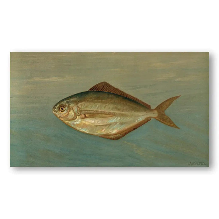 Marine Glimmer Vintage Fish Art Print