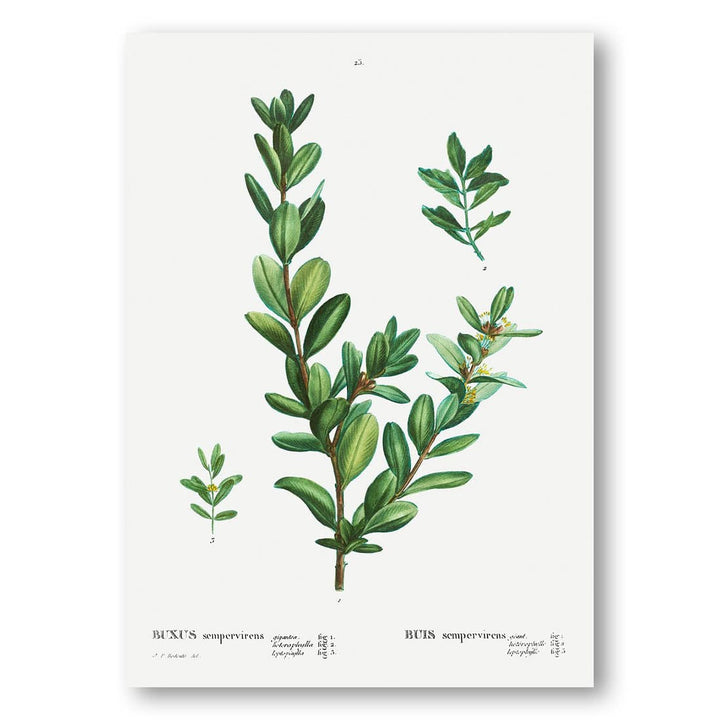 Buxus sempervirens Art Print