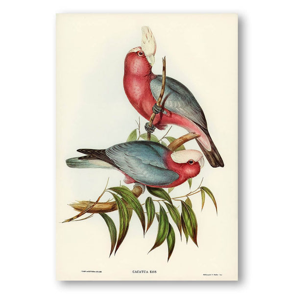 Cacatua Eos by Elizabeth Gould Art Print