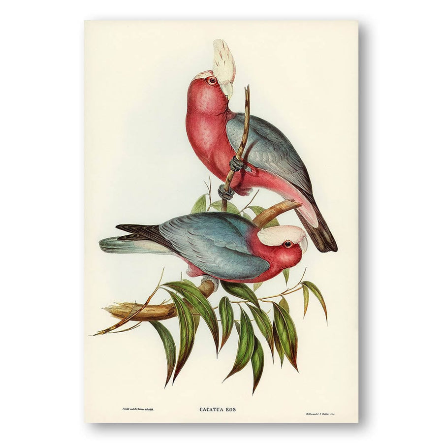 Cacatua Eos by Elizabeth Gould Art Print