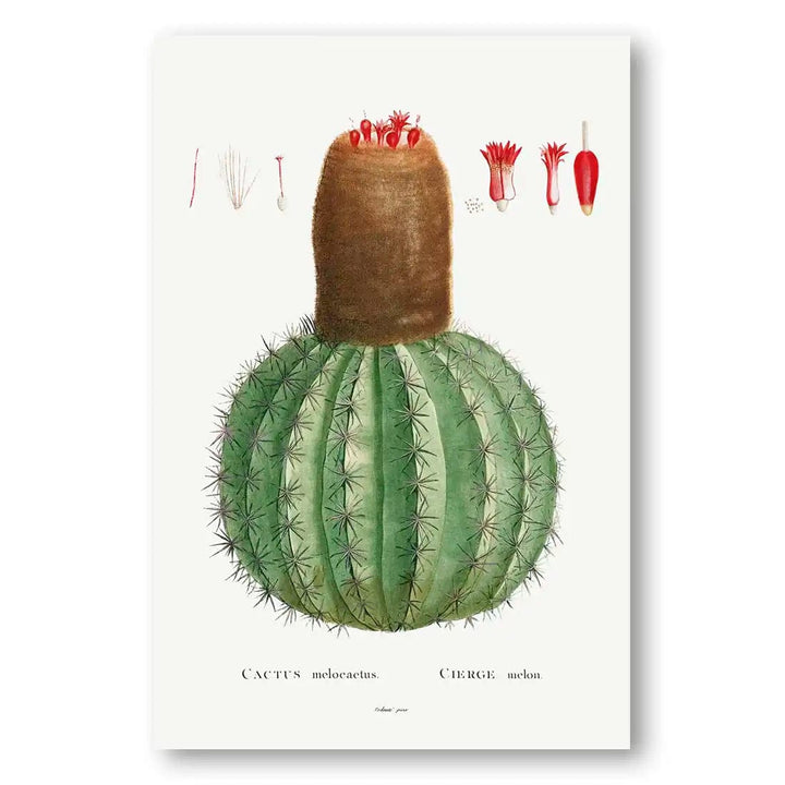 Desert Jewel Cactus Art Print