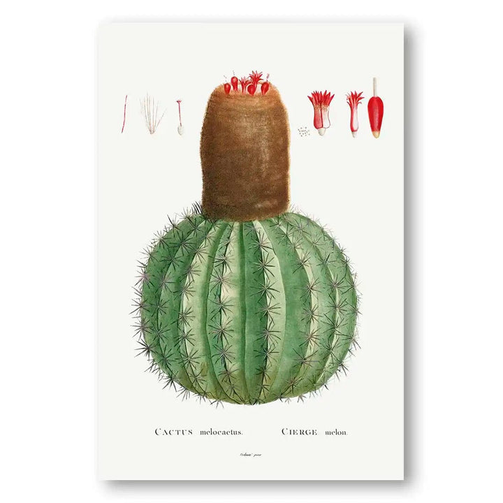 Desert Jewel Vintage Cactus Art Print