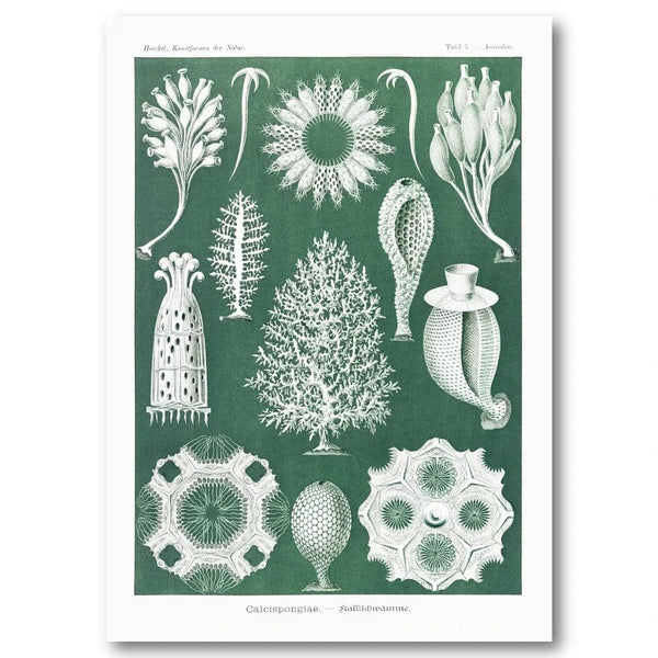 Calcispongiae Marine Organisms Art Print