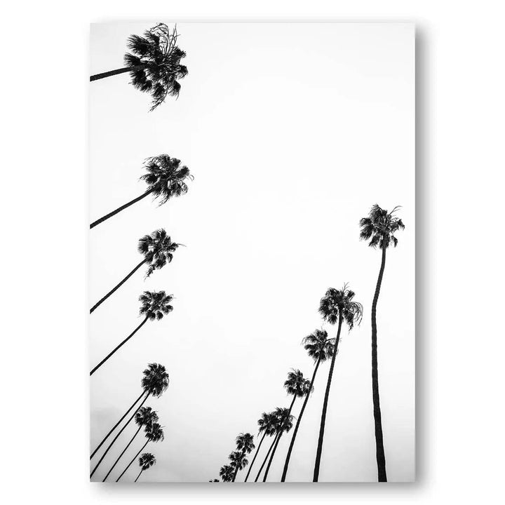 California Palms Skyward Photo Print