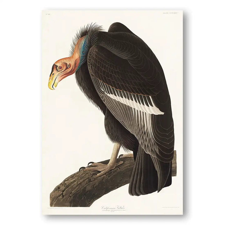 Californian Vulture by John James Audubon Art Print