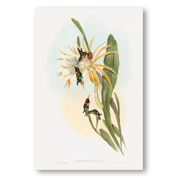 Calothorax Heliodori by John Gould Art Print