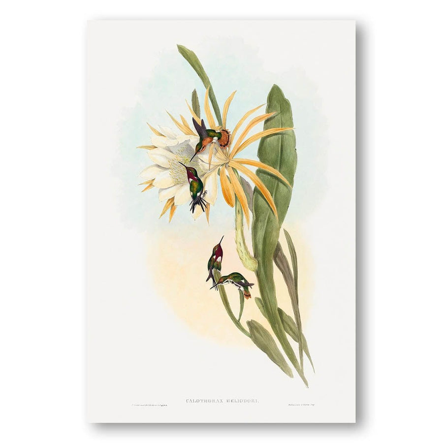 Calothorax Heliodori by John Gould Art Print