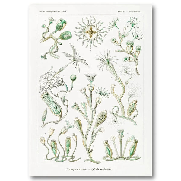 Haeckel Campanariae Illustration Art Print