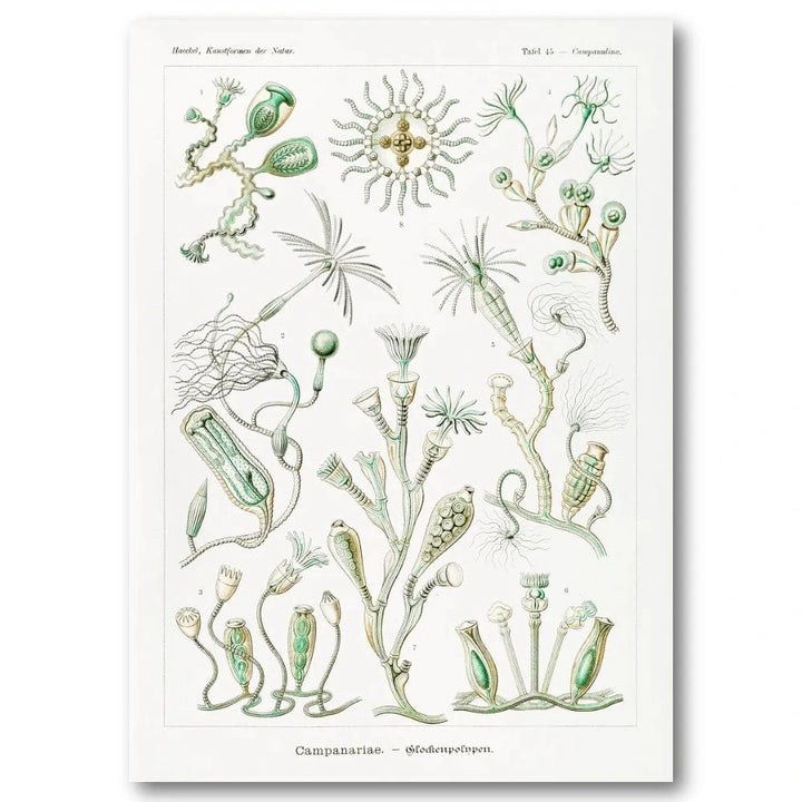 Haeckel Campanariae Illustration Art Print
