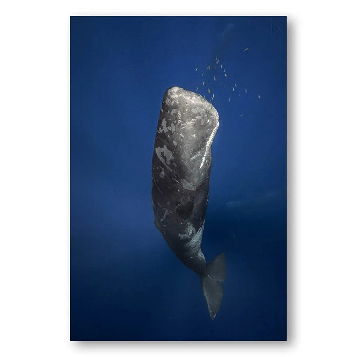 Abyssal Whale Candle Photo Print