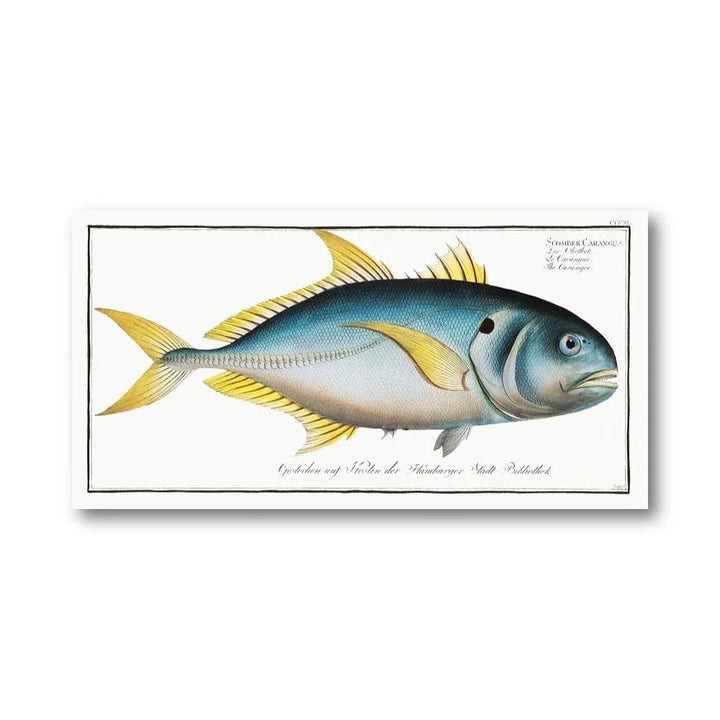 Vibrant Yellowtail Fish Illustration Art Print