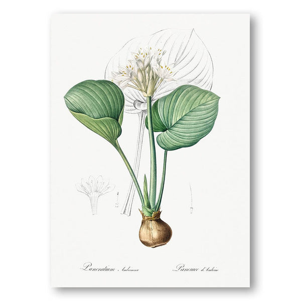 Cardwell Lily by Pierre-Joseph Redouté Art Print