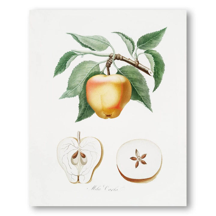 Carla Apple by Giorgio Gallesio Art Print