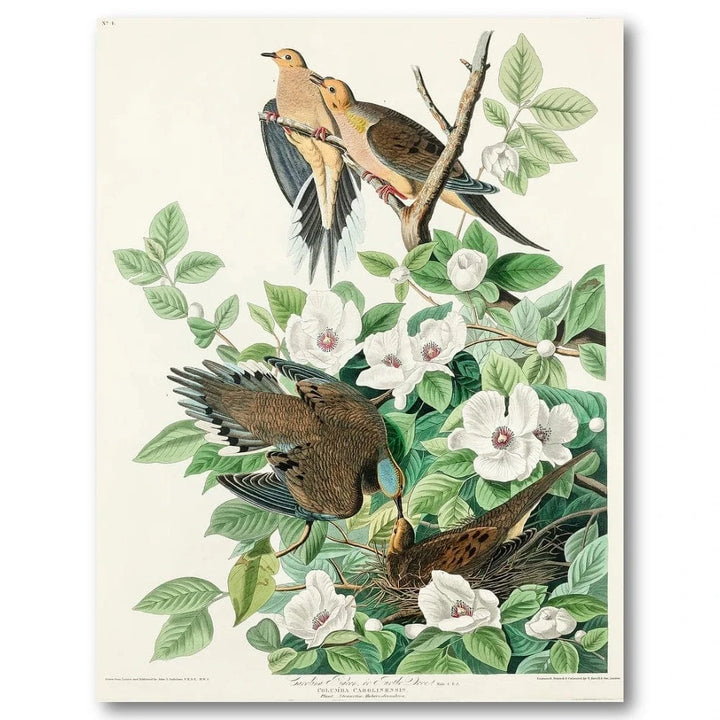 Carolina Pigeon Audubon Art Print