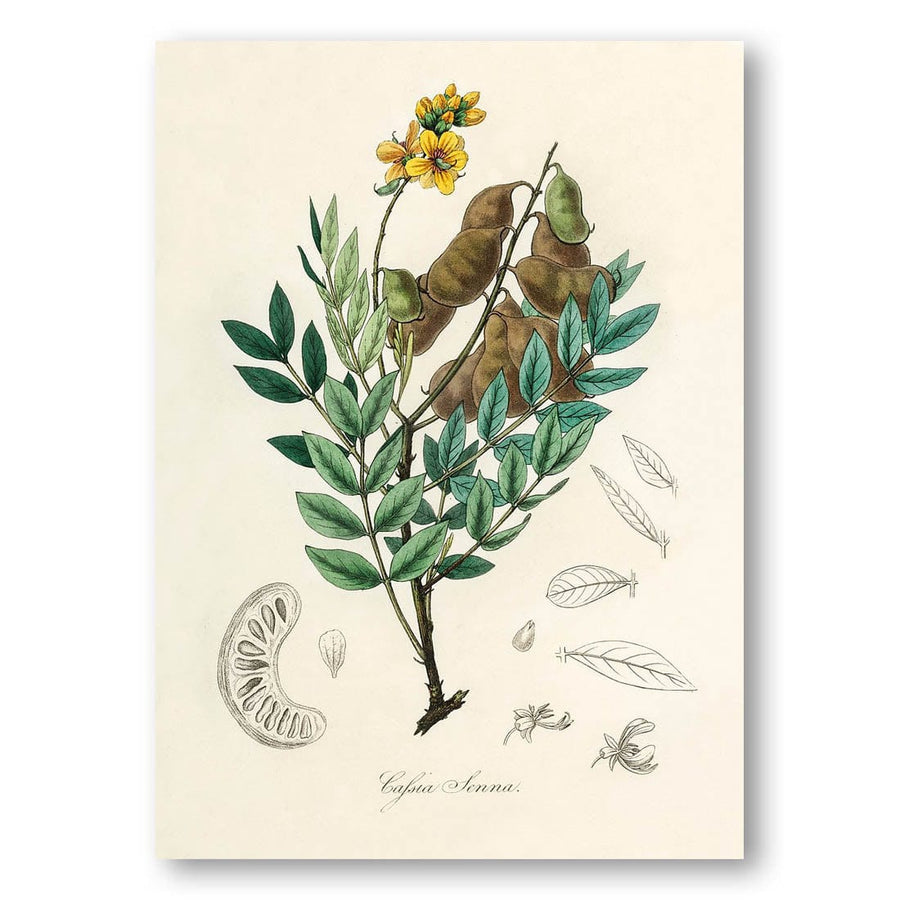 Cassia Senna Illustration by John Stephenson and James Morss Art Print