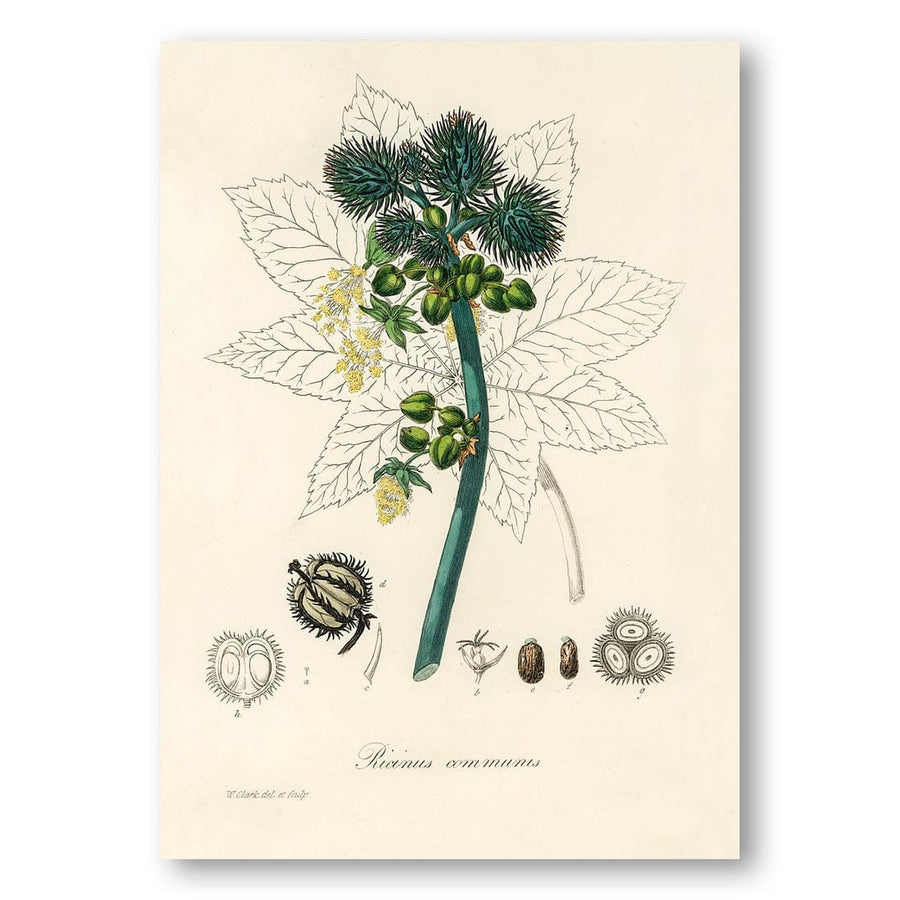 Castor Oil Plant Illustration by W. Clark Art Print