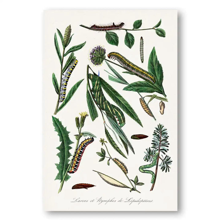 Caterpillars, Leaves & Flowers 1 Art Print