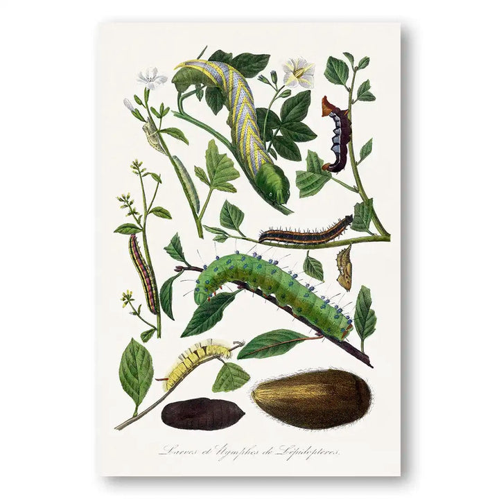 Caterpillars, Leaves & Flowers 2 Art Print