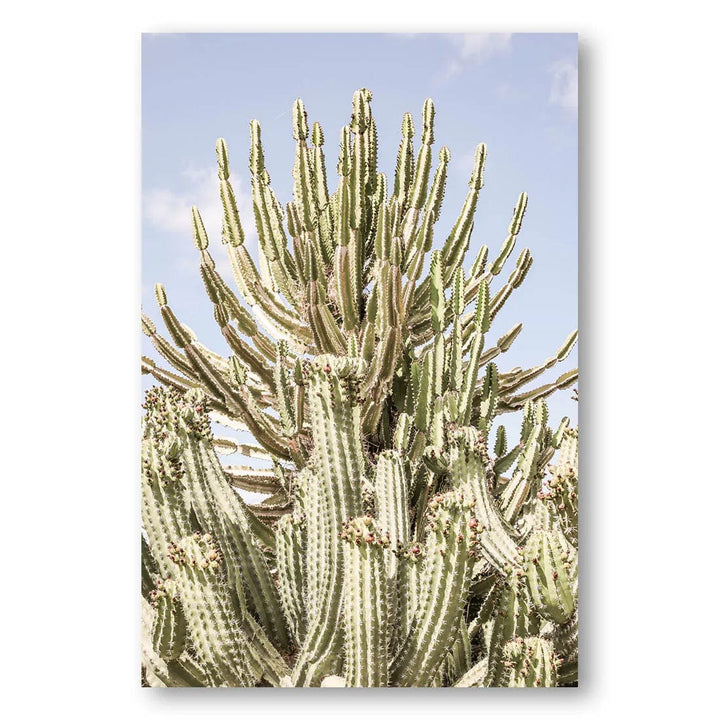 Cactus Serenity Photo Print