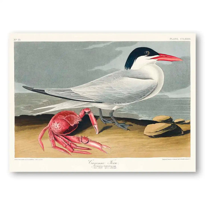 Cayenne Tern by John James Audubon Vintage Art Print