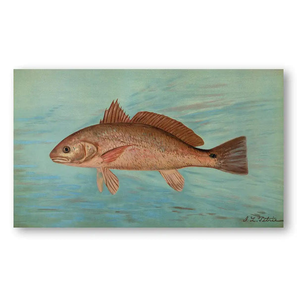 Channel Bass Vintage Fish Art Print