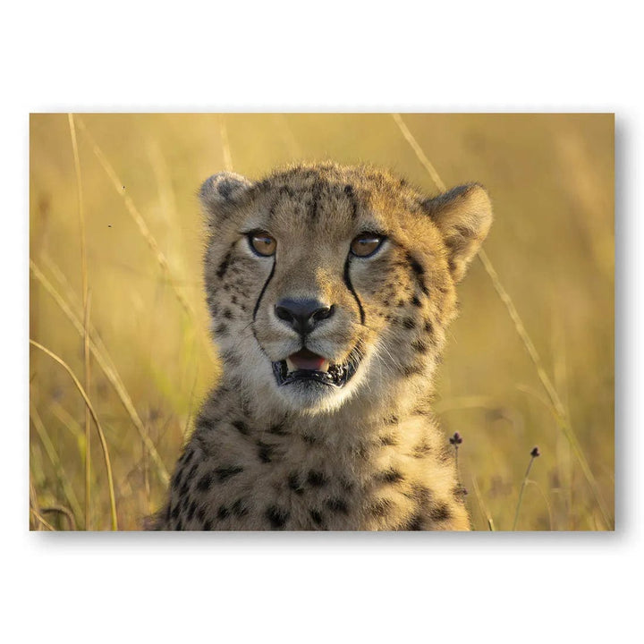 Golden Savanna Cheetah Photo Print