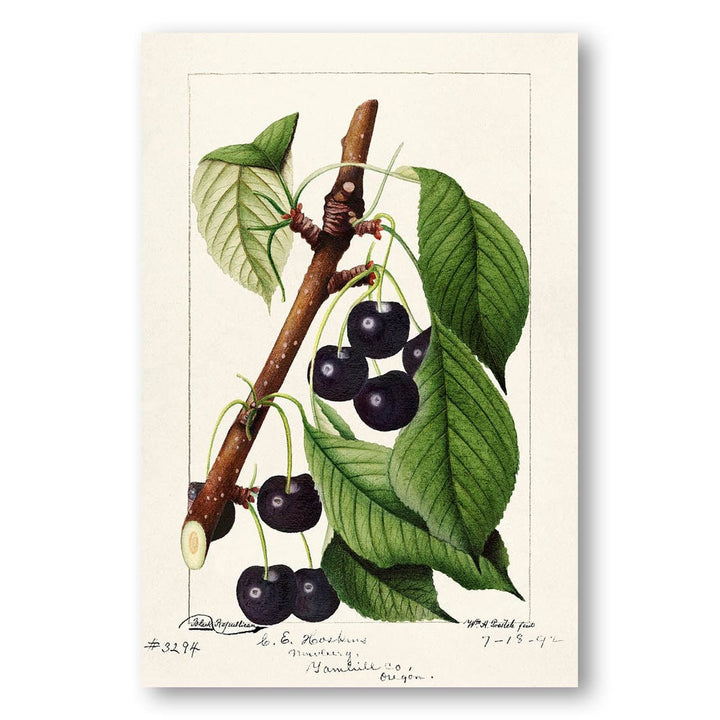 Cherries by William Henry Prestele Art Print