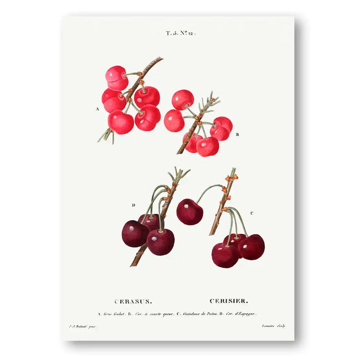 Cherished Cherries Vintage Fruit Art Print