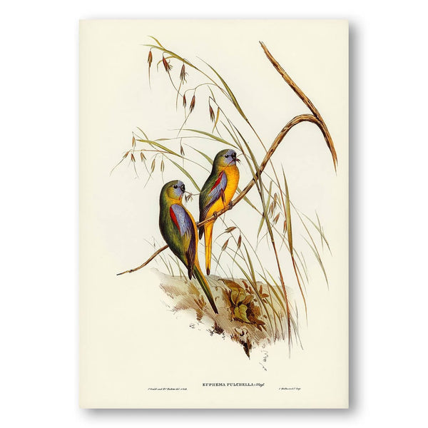 Chestnut-shouldered Grass-Parakeet by Elizabeth Gould Art Print